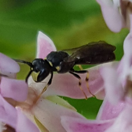 Hylaeus modestus, modest masked bee, on Asclepias incarnata, swamp milkweed, in my front yard, August 2018
