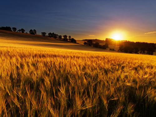 barley field landscape perthshire scotland sky sunrise