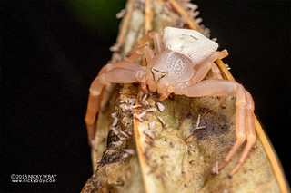 Crab spider (Cyriogonus sp.) - DSC_6964