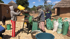 A young group offer mechanized shelling services to smallholder farmers in rural Zimbabwe