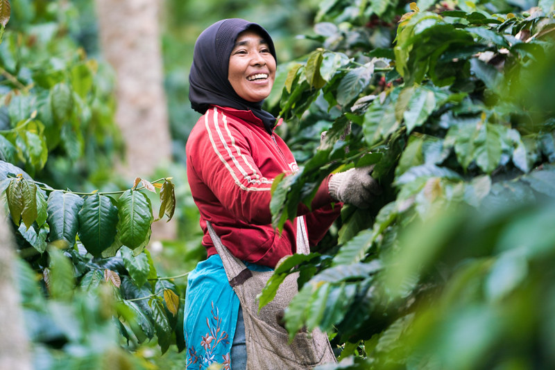 Nông dân Indonesisa và cà phê Timor Hybird