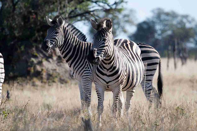 Parques Nacionales de Zimbabwe: resumen y datos varios - BOTSWANA, ZIMBABWE Y CATARATAS VICTORIA: Tras la Senda de los Elefantes (10)