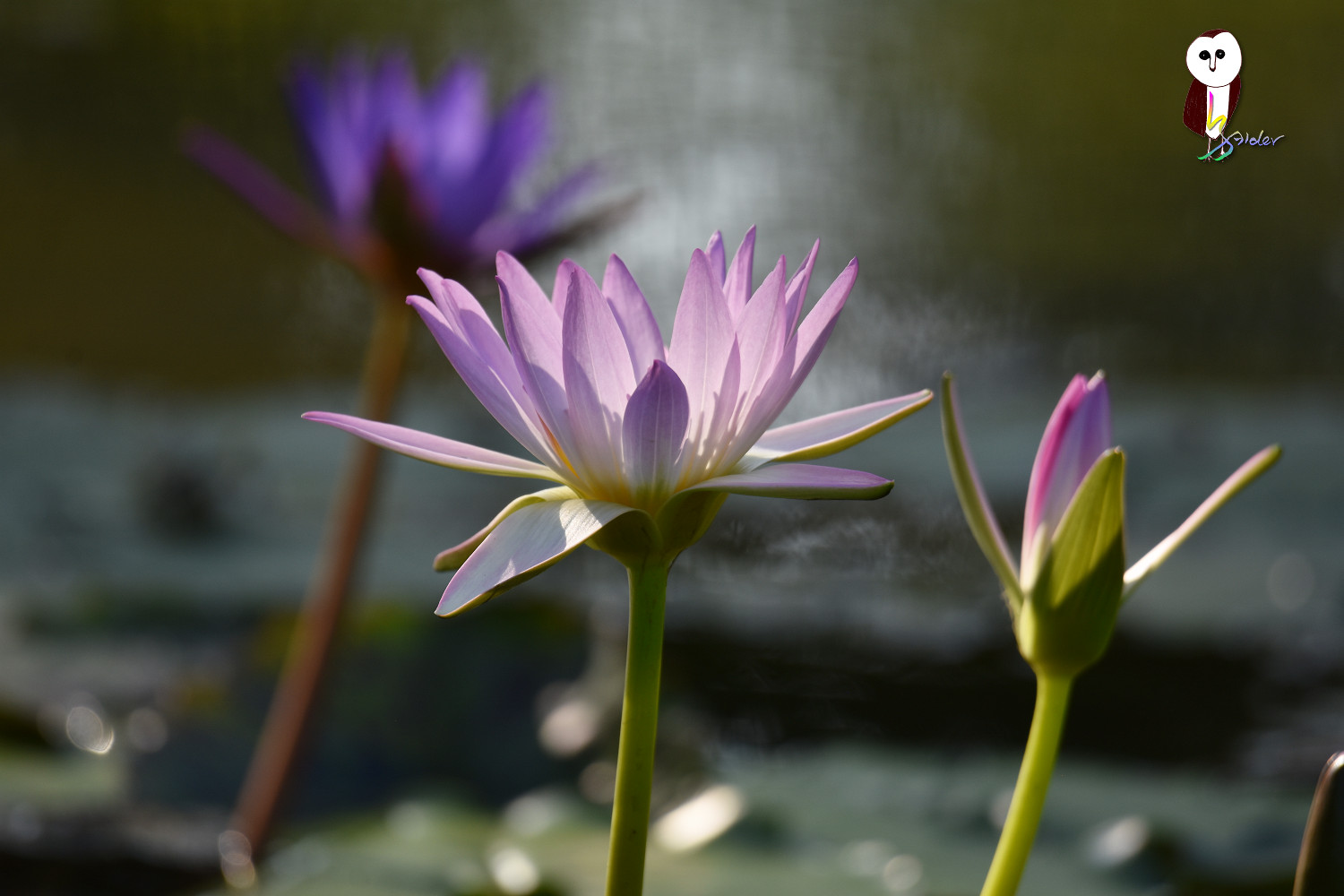 Waterlily_4874