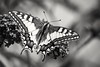 Old World Swallowtail (in explore 2018-07-20)
