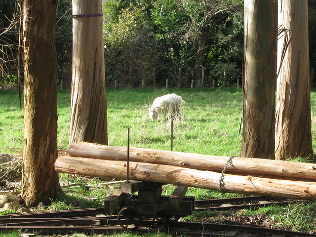 Goat Lumber.