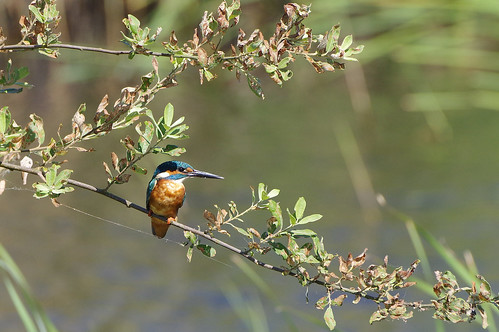 woodwaltonfen nature wild wildlife cambridgeshire bird kingfisher alcedoatthis