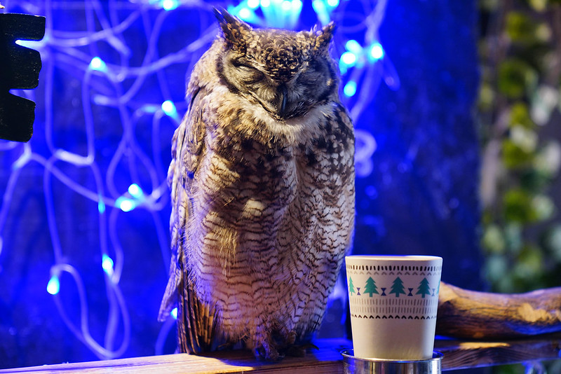 OWL cafe (25)