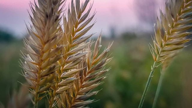 🌾 #prairie #sunset #capturecalgary #yycsunset #yycparks . Document the moments you feel most in love with yourself - what you're wearing, who you're around, what you're doing. Recreate and repeat. — Warsan Shire . . . . . . . . . . . . . . . .