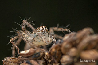 Lynx spider (Oxyopidae) - DSC_6869