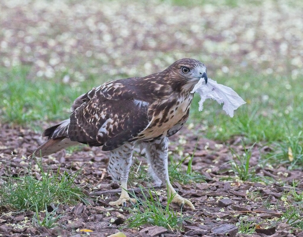 Fledgling hawk plays with paper