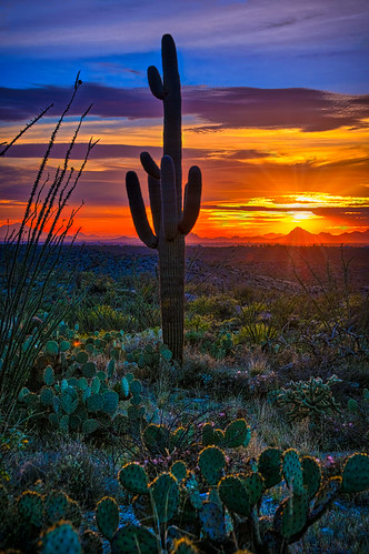 arizona saguaronationalpark saguarocactus tucson evening orange silouette sunflare sunburst sunset twilight