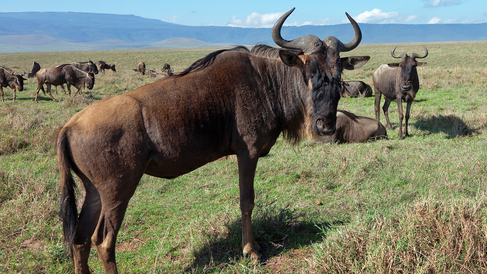 Wildebeests in Crater Ngorongoro National Park - Tanzania;
