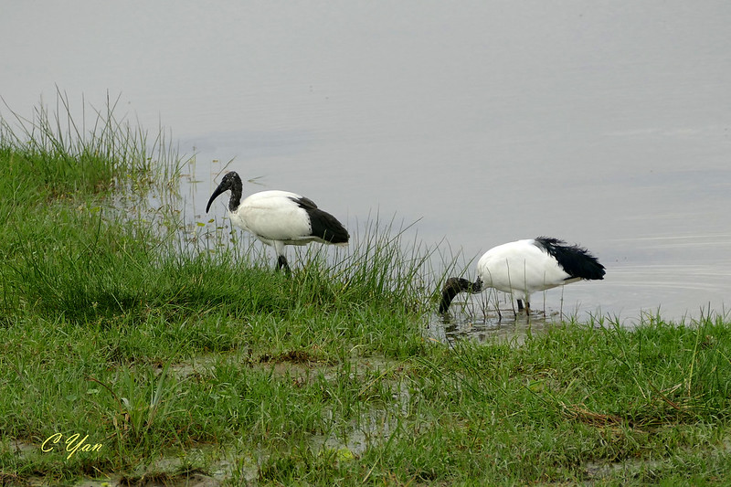 Kenya-Tanzania (Bird 2)