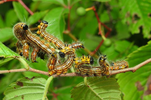larvae caterpillars