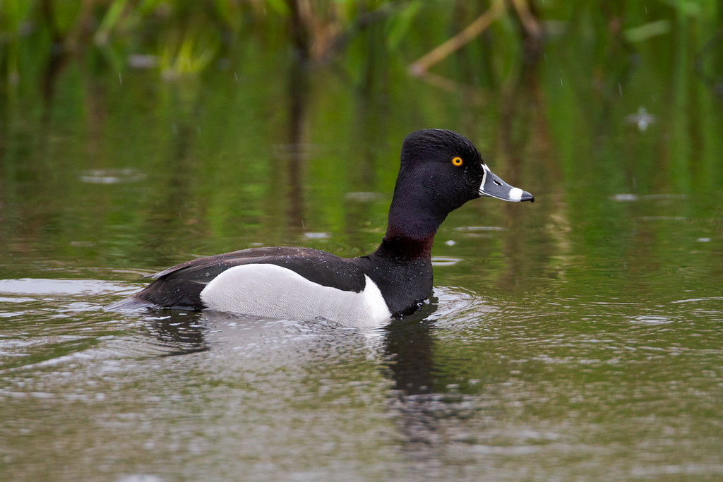 A male ring-necked duck shows off the ring for which he is named as he swims on a rainy spring morning at Ridgefield National Wildlife Refuge