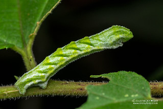 Caterpillar - DSC_7787