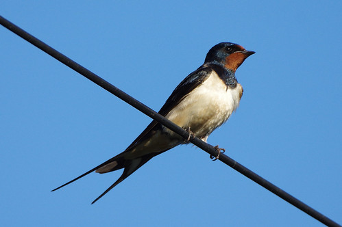 wild bird nature cumbria barnswallow carduelischloris hirundorustica