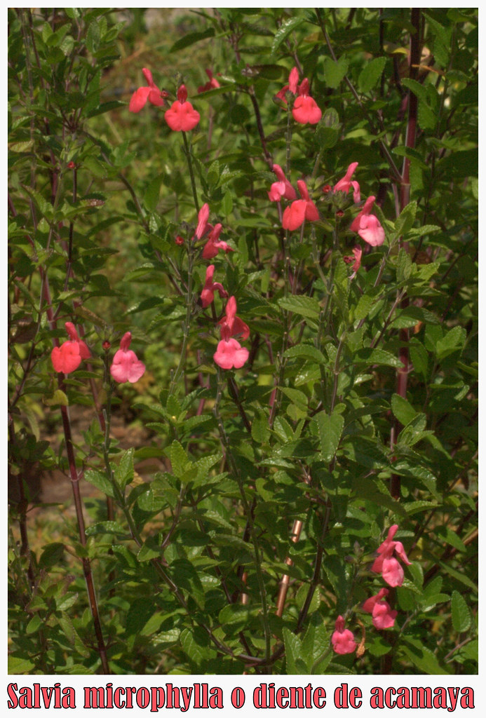 Salvia microphylla o diente de acamaya
