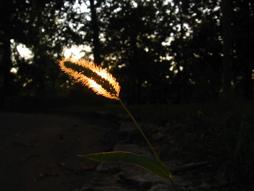 sunset grass silhouette bokeh glowing grassflower takenonmybirthday