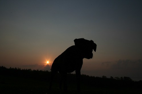ny dogs sunrise spencer formom indylalor 128westhillroad