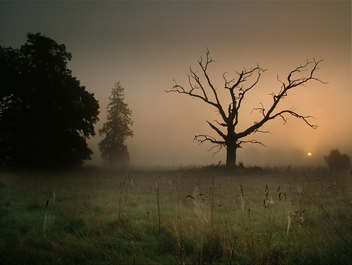 mist fog sunrise dawn buckinghamshire deadtree getty slough berkshire kevday langleypark fnmc abigfave chtk
