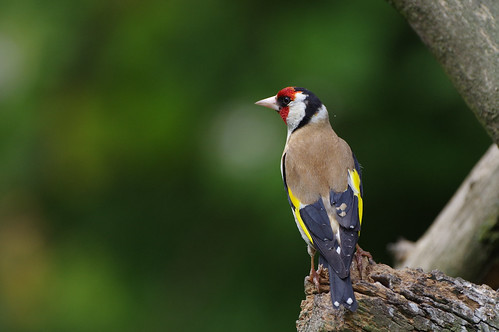 scotland wild wildlife nature wwt caerlaverock bird goldfinch cardueliscarduelis