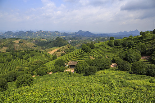 li river lee liflus fluss berge mountains berg mountain karstberge karstberg teeplantage tea nature natur ausblick view