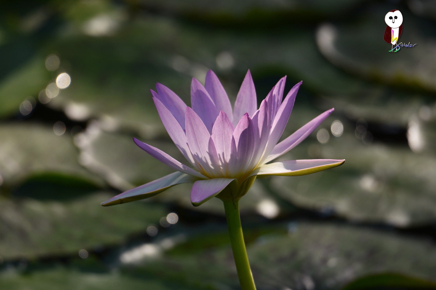 Waterlily_4875