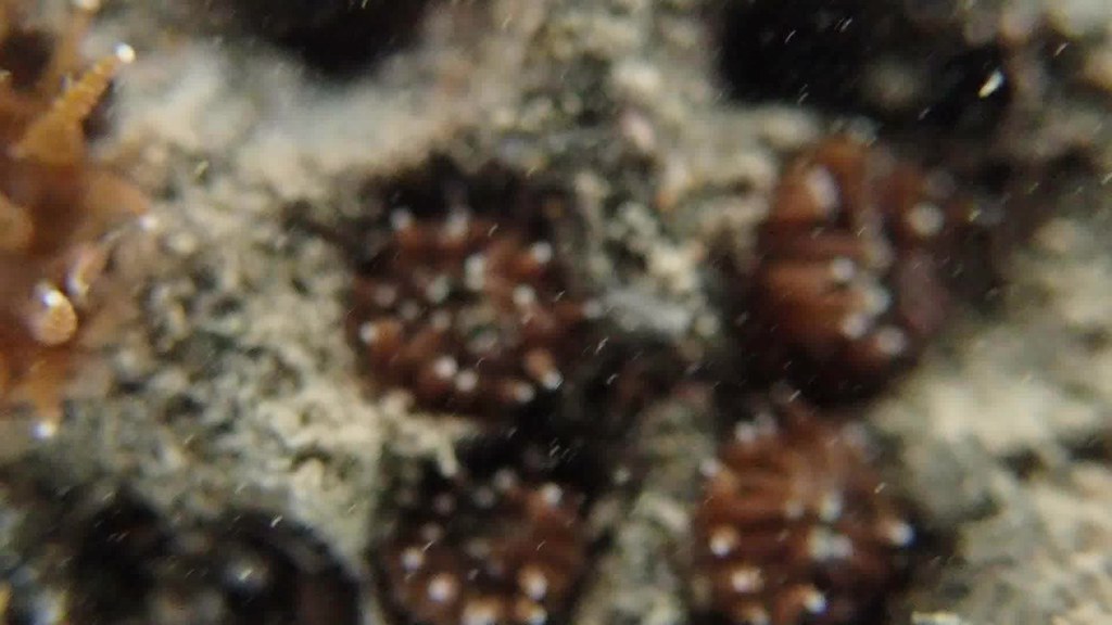 台灣本島第一筆「小丘多彩海蛞蝓」紀錄出現在大潭藻礁