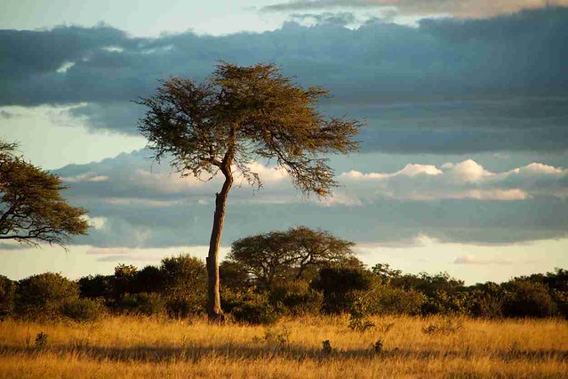 Parques Nacionales de Zimbabwe: resumen y datos varios - BOTSWANA, ZIMBABWE Y CATARATAS VICTORIA: Tras la Senda de los Elefantes (8)