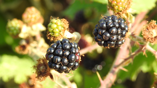 Blackberry Picking