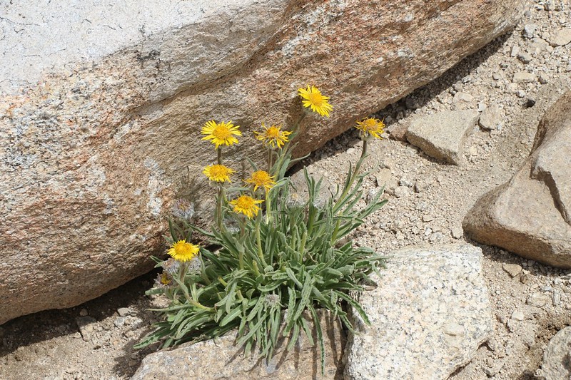 Alpine Gold Sunflowers blooming at 14000 feet elevation on the John Muir Trail
