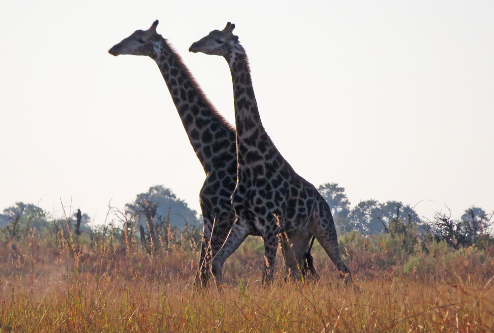 giraffes-fighting-africa safari animals