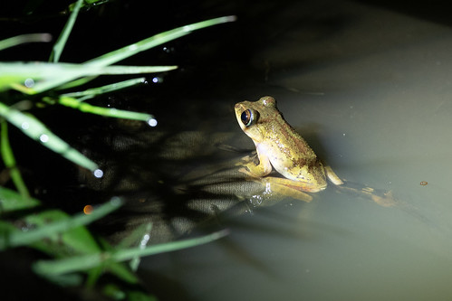 toidentify mountkerinci gunungkerinci frogs kerinci id indonesia amphibians sumatra frog kayuarobarat jambi