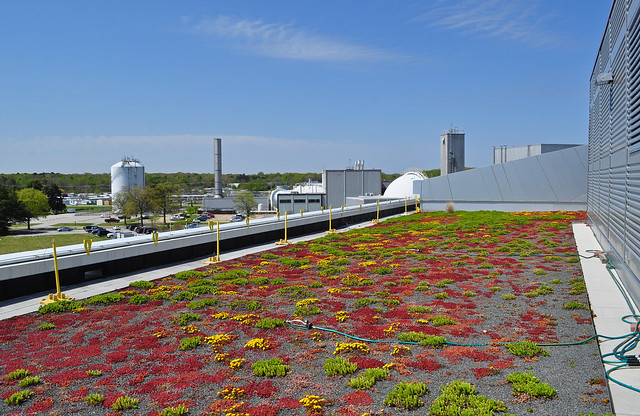 Green Roof (3)
