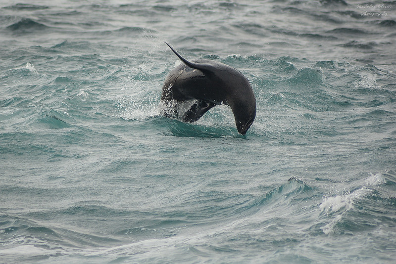 South Africa | Robberg Peninsula - Seal