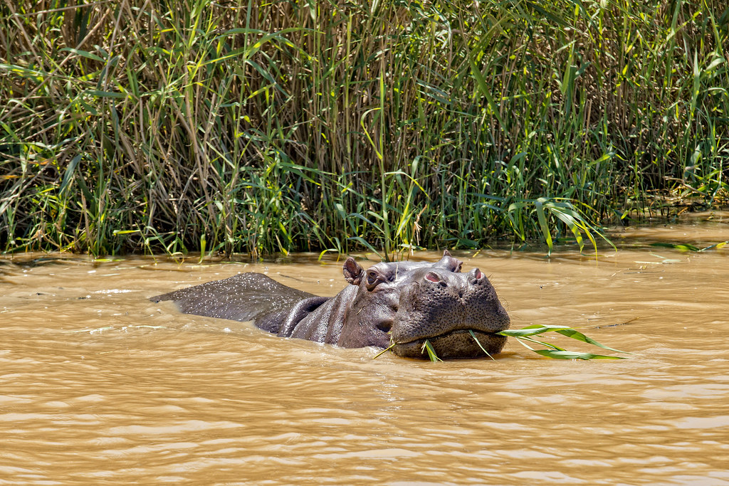 Hippopotame dans la zone humide de Sainte-Lucie