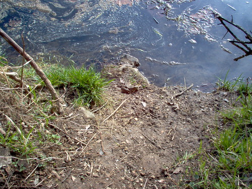 outdoor 2005 bennettspring statepark missouri ozarks nature lacledecounty dallascounty grass soil landscape riverbank nianguariver river water scum dirt ground