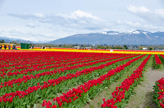 Roozengaarde Tulips-093