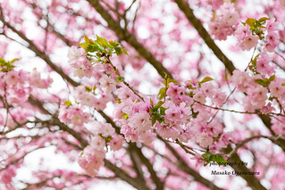 Row of double cherry blossom trees