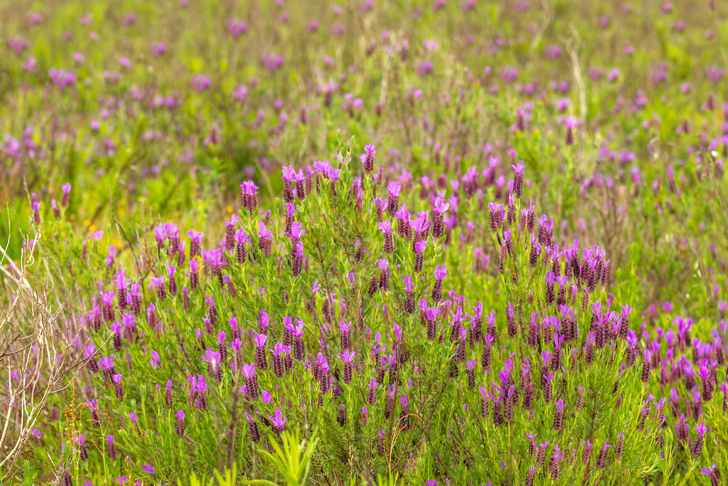 French Lavender In the Algarve Hills