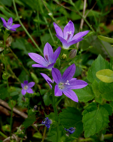 blue purple april spring anf 65site3