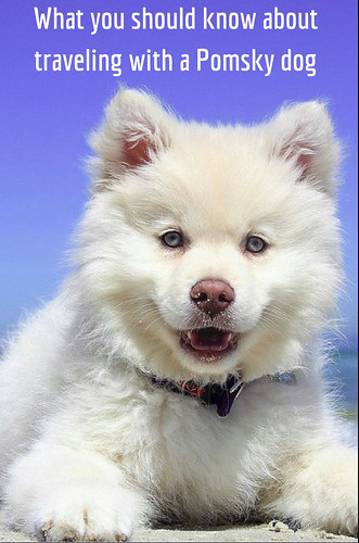 What you should know about traveling with a Pomsky dog