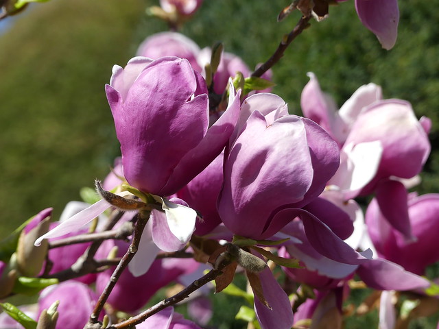 Magnolienblüte Wilhelma