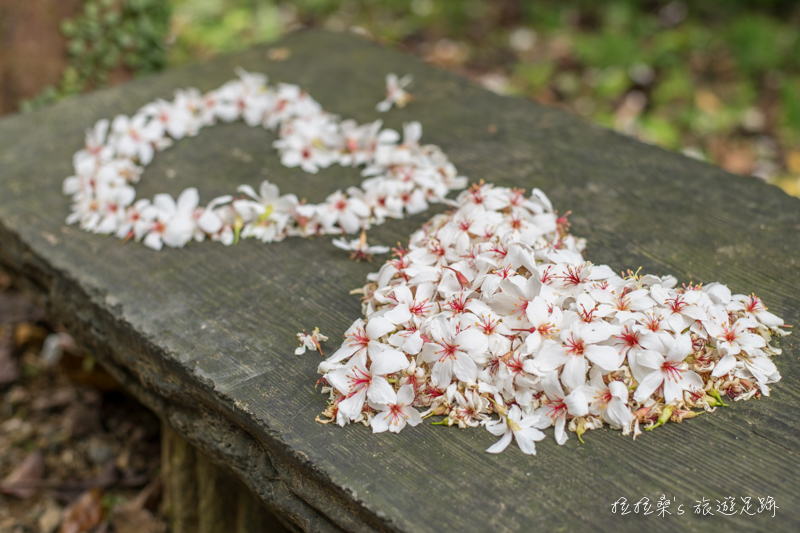新北三芝三生賞桐步道，從老樹飄落的桐花、最迷人的五月雪，一起悠遊於白色小徑，盡情賞花、排字
