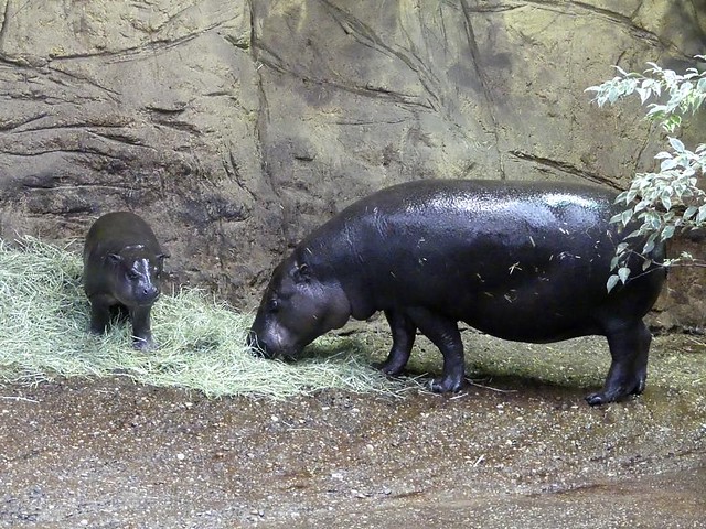 Zwergflusspferd, Zoo Duisburg