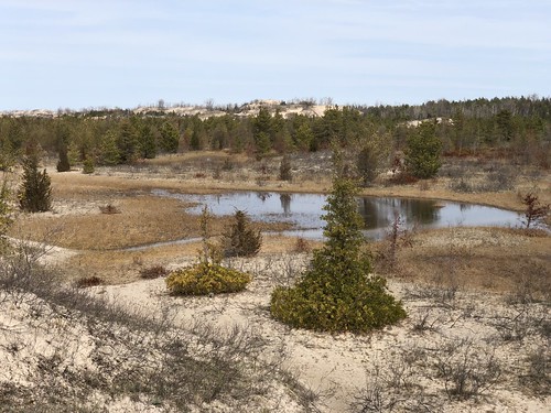 Sandbanks marsh in the dunes