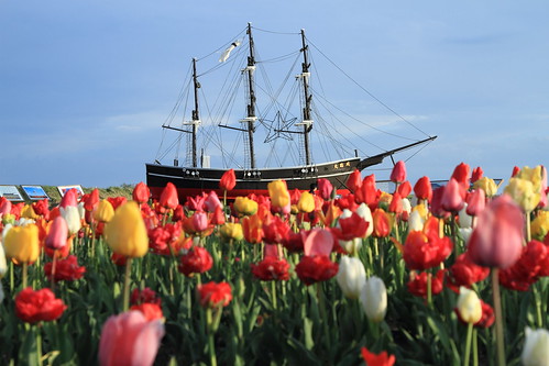 ship flower