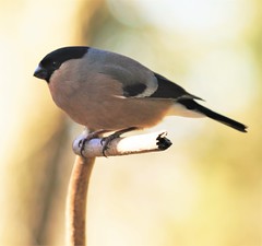 Bullfinch (Male) - Clara Vale -