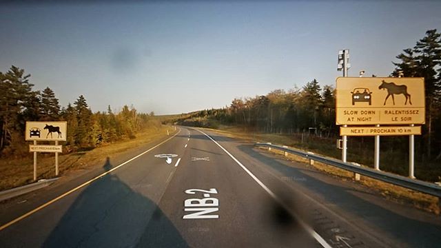 All the way across Canada I've been hoping to see one of these incredible animals. #Ridingthroughwalls #xcanadabikeride #googlestreetview #newbrunswick
